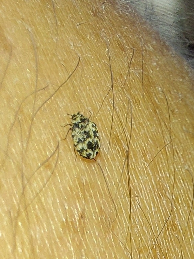 Anthrenus cordis