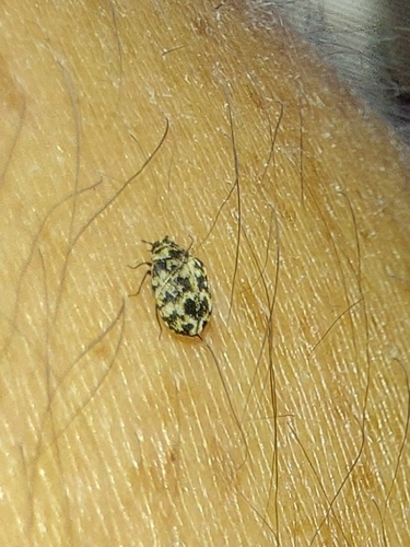 Anthrenus cordis