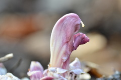 Lathraea clandestina