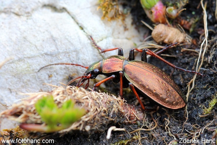 Carabus fabricii from Okres Liezen, Rakousko on July 9, 2013 at 01:38 ...