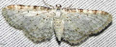 Eupithecia cretaceata