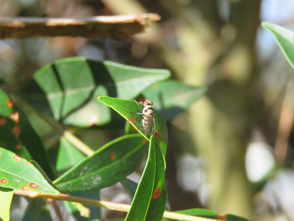 Anthomyia in October 2023 by Josh Magro · iNaturalist