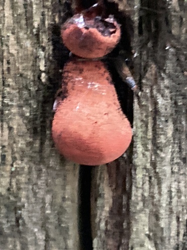 Fistulina hepatica — no rights reserved