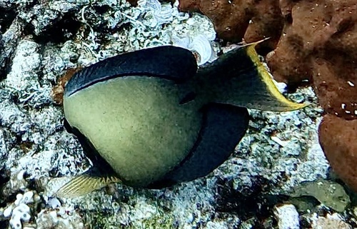 Mimic Surgeonfish (Acanthurus pyroferus)