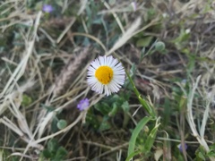 Erigeron basilobatus