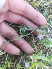 Erigeron basilobatus
