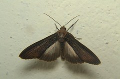 Stictopterinae