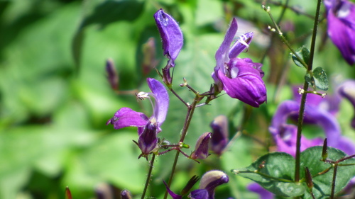 Brillantaisia lamium