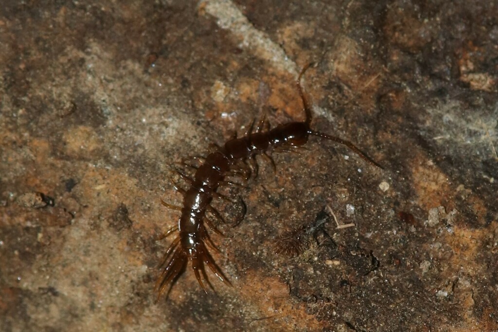 Lithobiidae in June 2023 by Sequoia Janirella Wrens · iNaturalist