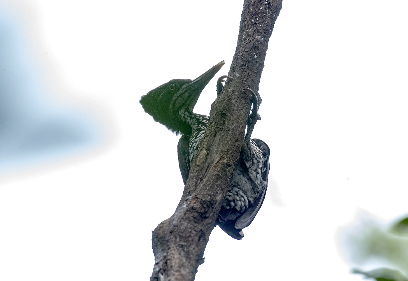Crimson-backed Flameback illustration