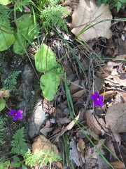 Pinguicula macrophylla