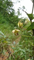 Macleania pentaptera