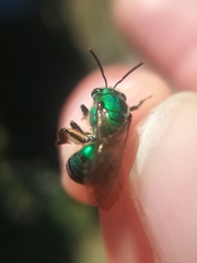 Pseudaugochlora graminea