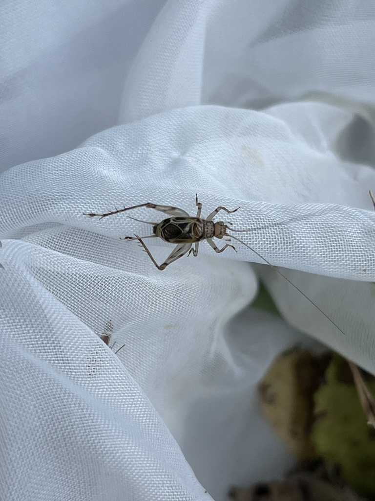 Svistella bifasciata from 県道285号, 長浜市, 滋賀県, JP on October 18, 2023 at ...