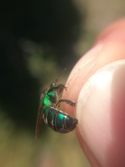 Pseudaugochlora graminea