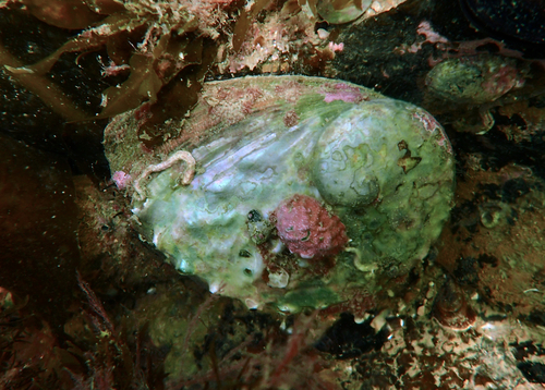 blacklip abalone