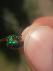 Pseudaugochlora graminea