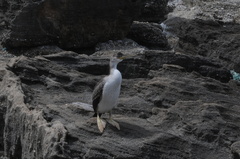 Gulosus aristotelis desmarestii