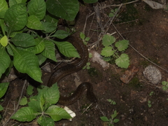 Thamnophis validus