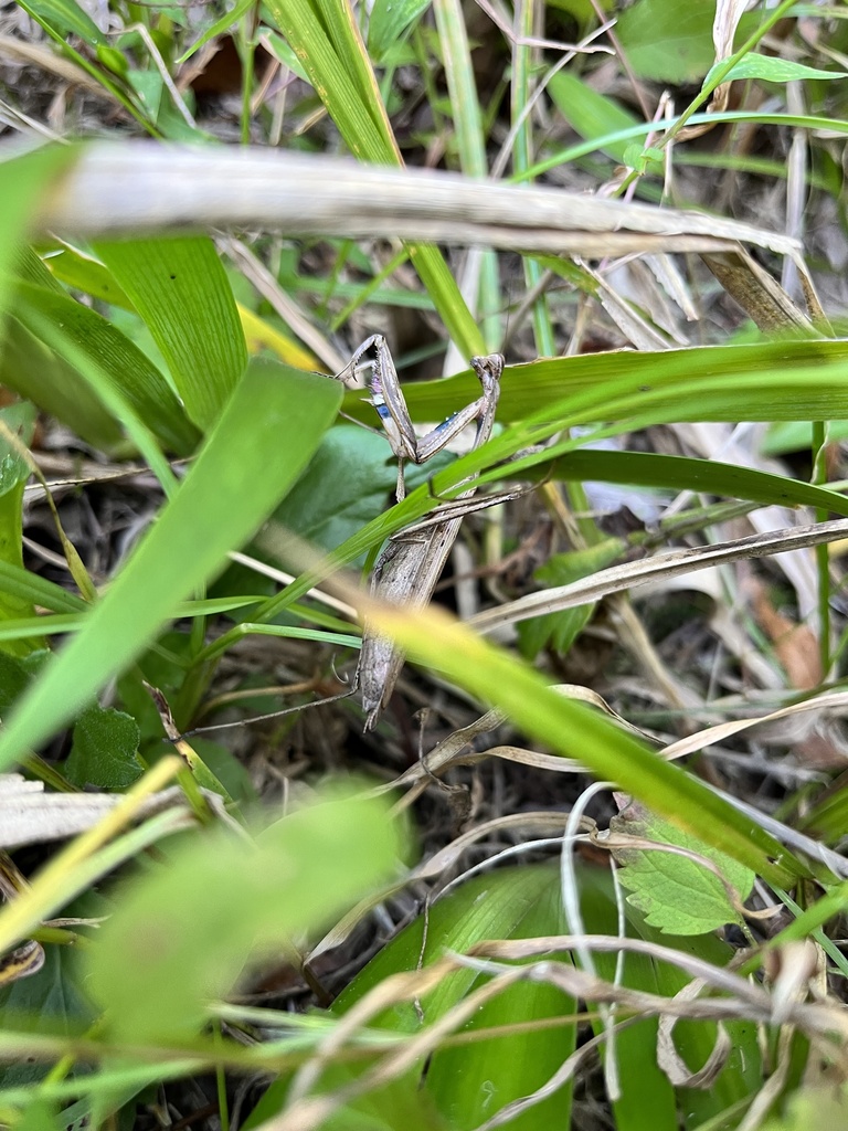 Statilia maculata maculata from 県道285号, 長浜市, 滋賀県, JP on October 18 ...