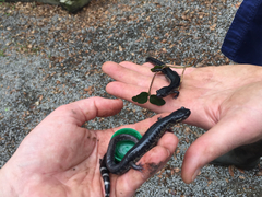 Plethodon chlorobryonis