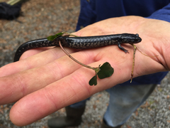Plethodon chlorobryonis