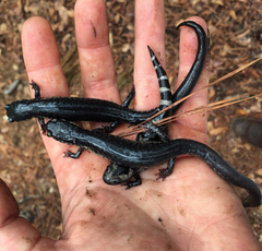 Plethodon chlorobryonis