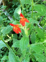 Erythranthe verbenacea