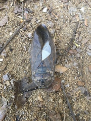 Lethocerus collosicus