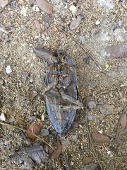 Lethocerus collosicus