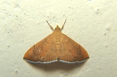 Hyalobathra