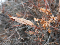 Salix glauca acutifolia