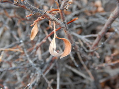 Salix glauca acutifolia