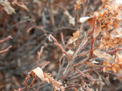 Salix glauca acutifolia