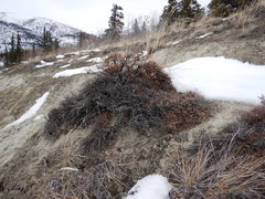 Salix glauca acutifolia