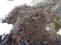 Salix glauca acutifolia