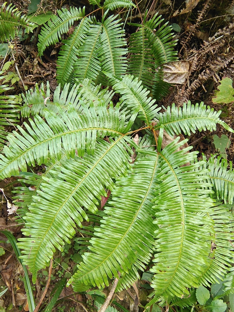 Dichotomy Forked Fern from Yichun, CN-JX, CN on October 17, 2023 at 05: ...