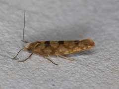 Argyresthia alternatella
