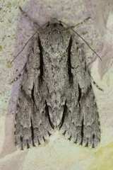 Acronicta texana