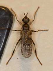 Boreothrinax maculipennis