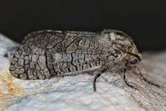 Prionoxystus macmurtrei