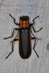 Podabrus flavicollis