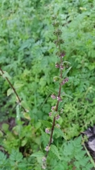 Urtica chamaedryoides