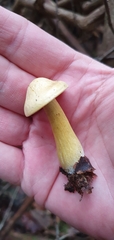 Yellow Knight (Tricholoma sulphureum)