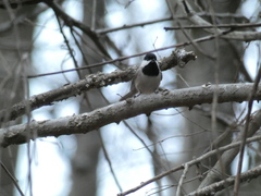 Poecile carolinensis