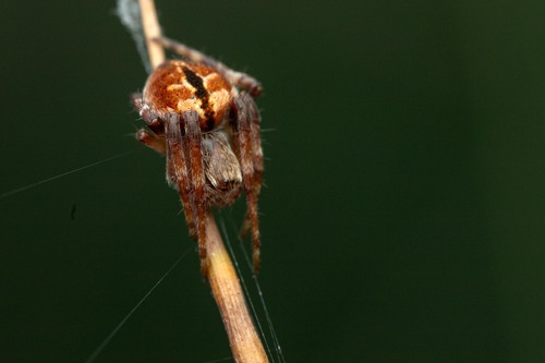 Gorse Orbweaver