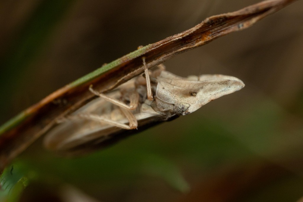 large-headed leafhopper