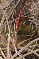 Tillandsia schiedeana