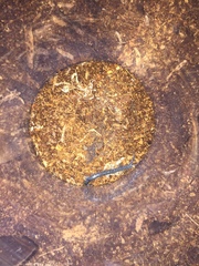 Scolopendra aztecorum