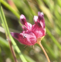 Trifolium depauperatum